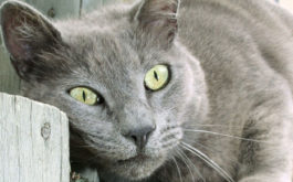 Green eyed cat rubbing her head into a wooden post, marking territory