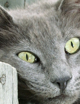 Dark-grey furred cat rubbing her head into a post, marking her territory