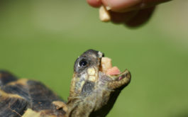 A small turtle with their mouth open in anticipation of a vegetable treat