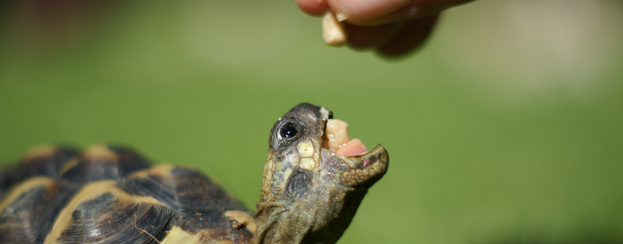 A small turtle with their mouth open in anticipation of a vegetable treat