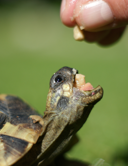 Owner feeding their small pet turtle with vegetable treats, by hand