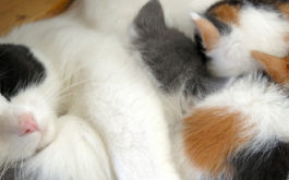 Reclining on her side, mother cat allows her newborn kittens to nurse