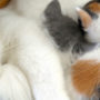 Reclining on her side, mother cat allows her newborn kittens to nurse