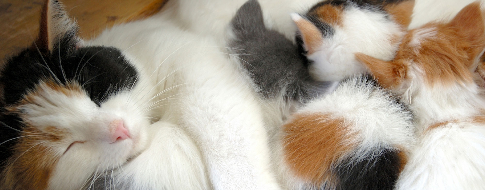 Reclining on her side, mother cat allows her newborn kittens to nurse