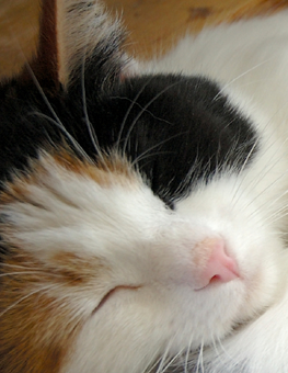 Cat sleeping peacefully after undergoing a spaying procedure at the vet