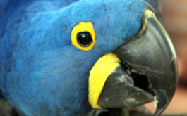 A blue feathered pet parrot, leaning in toward owner, during training