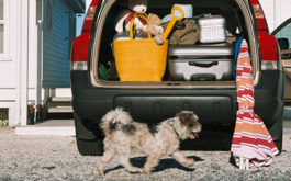 Unleashed dog happily walking past an automobile loaded for traveling