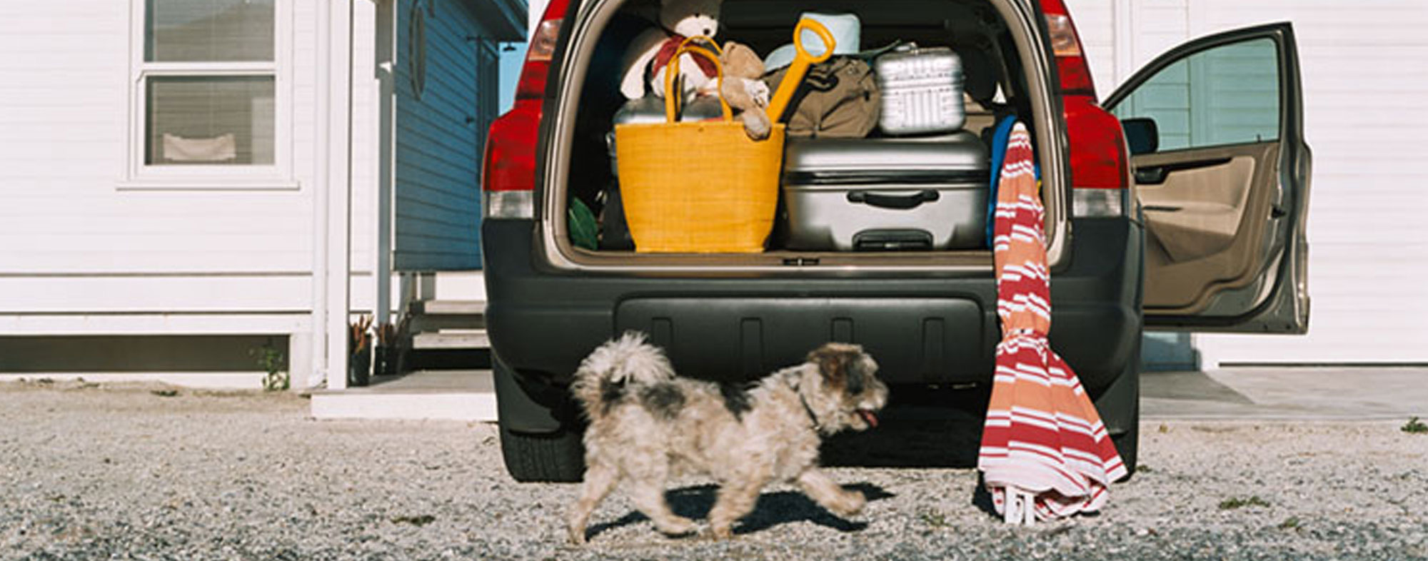 Unleashed dog happily walking past an automobile loaded for traveling