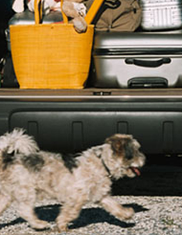 Small short-haired dog, walking off-leash, ready to go traveling