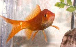 Small orange fish swimming in a tank with an aquarium filtration system