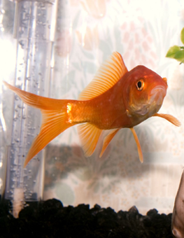 An orange fish swimming in a freshwater aquarium with filtration