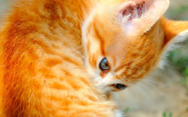 A ginger kitten biting at her back, suffering from an ear mite infection