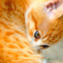 A ginger kitten biting at her back, suffering from an ear mite infection