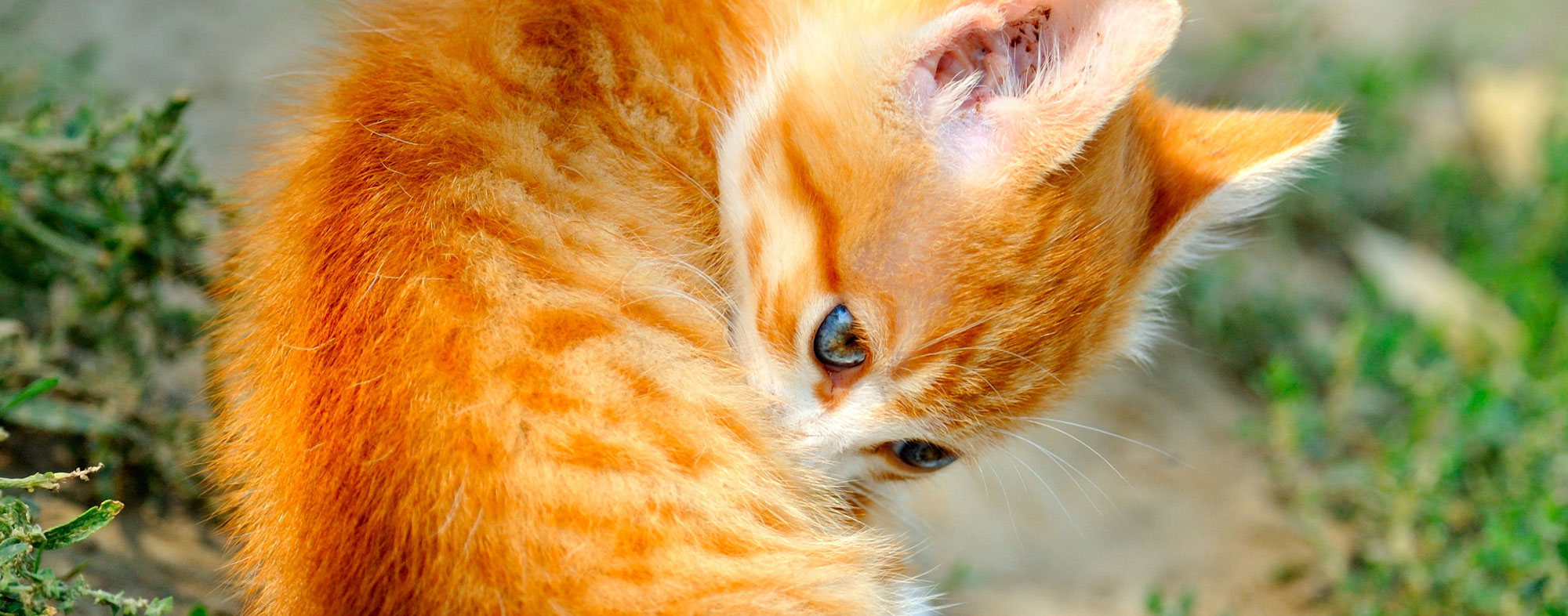 A ginger kitten biting at her back, suffering from an ear mite infection