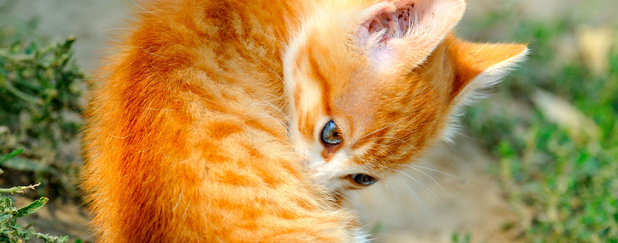 Understanding Ear Mites Hartz