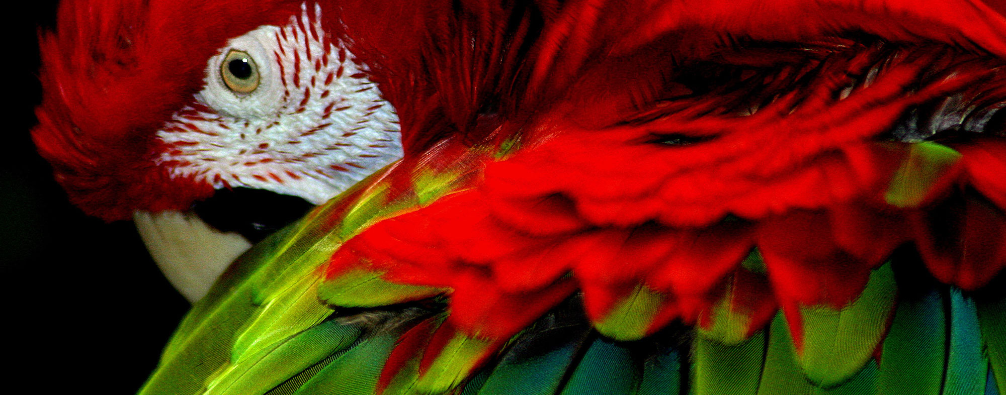 Green and red feathered pet parrot molting during change of seasons