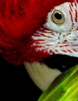 Red feathered pet parrot undergoing their seasonal molting