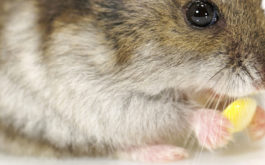 Pet mouse chewing on corn snack, instead of damaging furniture