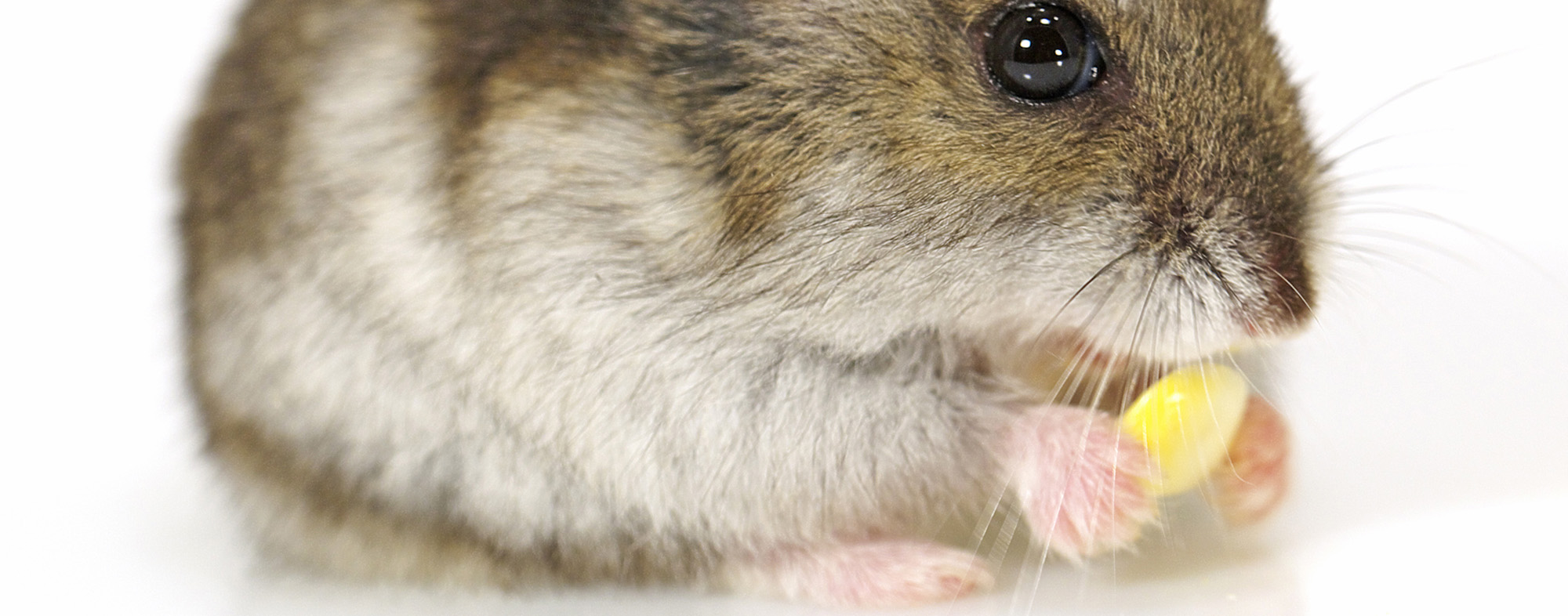 Pet mouse chewing on corn snack, instead of damaging furniture