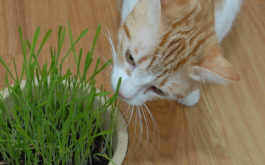 Cat sniffing a catnip plant inside of her owner's home, as a natural treat