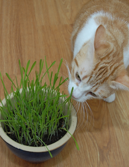 Orange cat smelling a small green potted plant in her owner's house