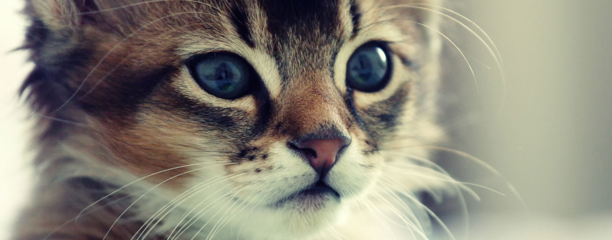 Cat Drooling Everywhere These Could Be The Reasons Vet Help Direct