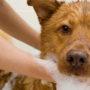 Groom your dog with a shampoo that they'll love
