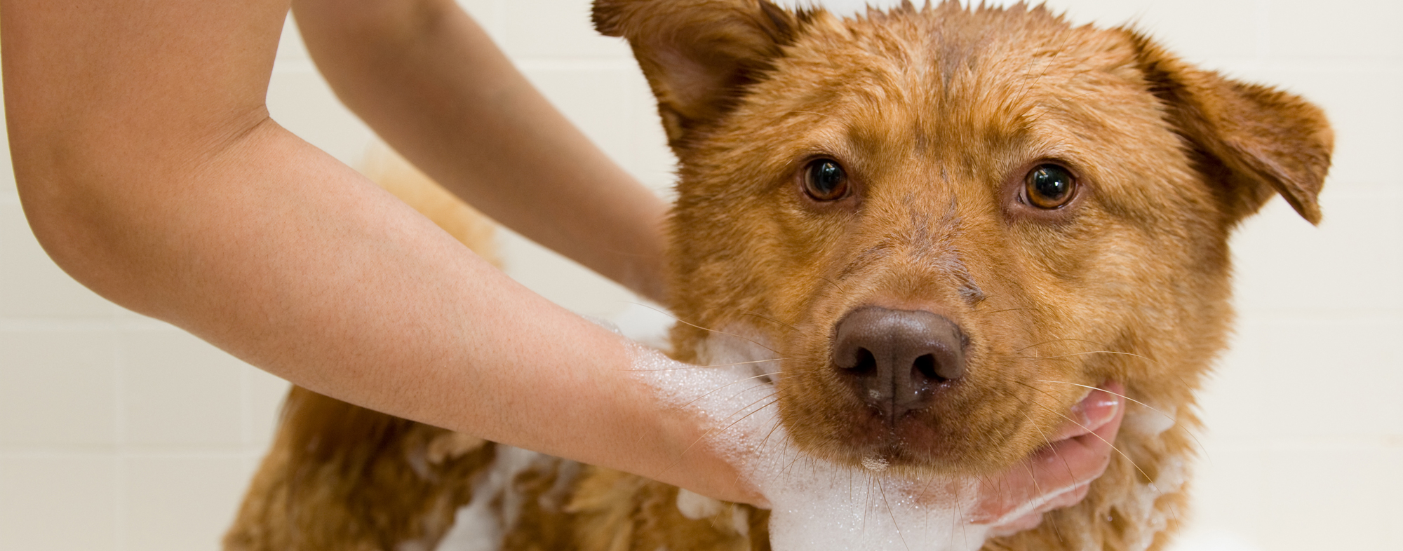 Можно мыть собаку человеческим шампунем. Тревожная собака. Мытье собаки. Моем собаку.