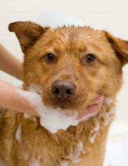 hartz whitening dog shampoo review