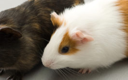 Pair of hamsters side by side, despite being nocturnal and solitary