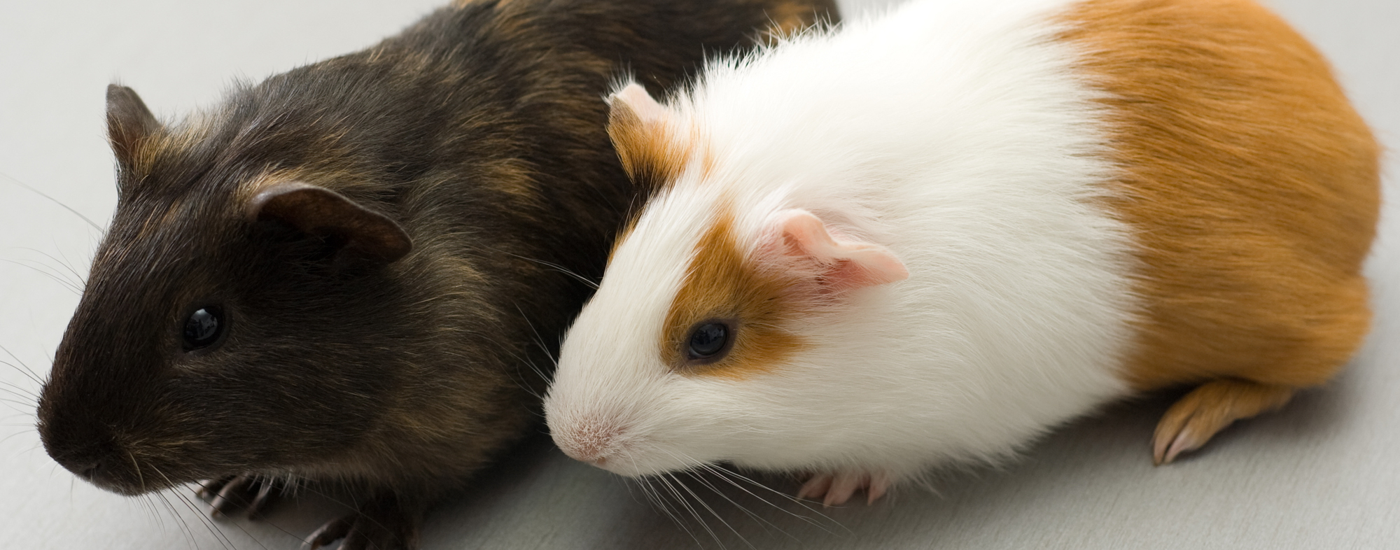 Pair of hamsters side by side, despite being nocturnal and solitary