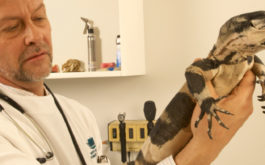 A male veterinarian handling a pet lizard inside of his office