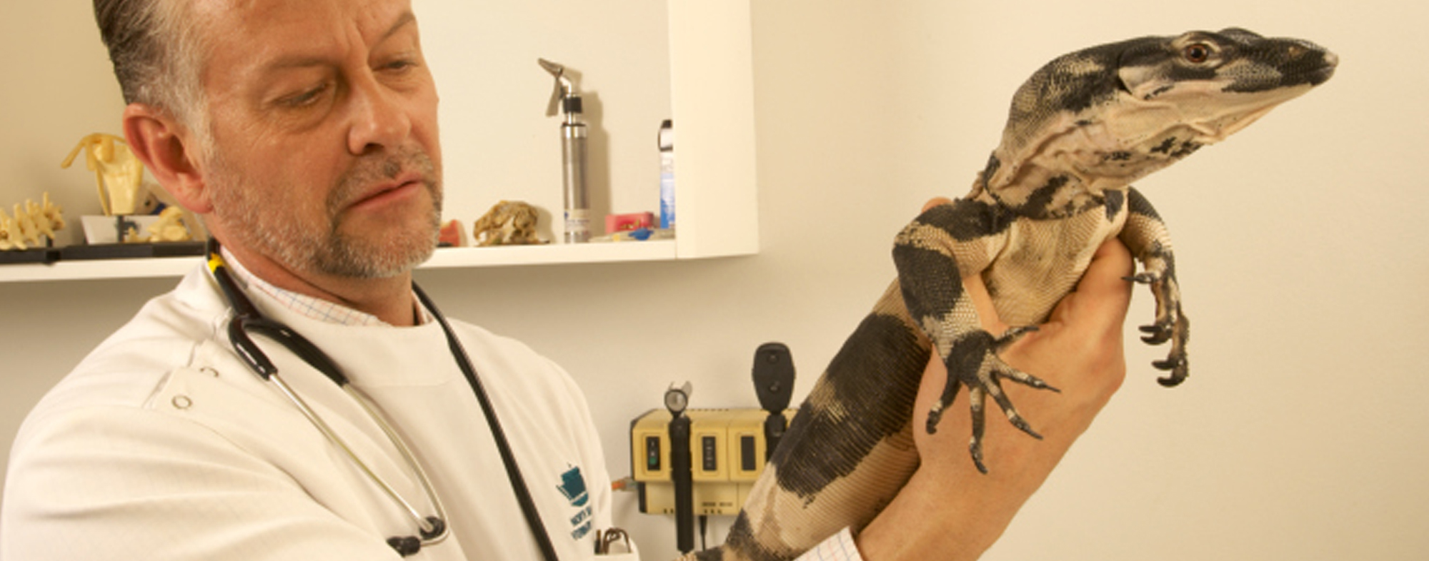 Reptiles Make Great Pets | Hartz