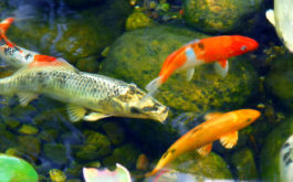 A group of exotic pet fish, swimming in their outdoor pond during winter