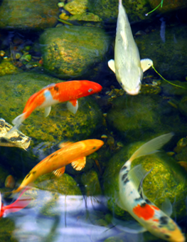 Outdoor pond filled with exotic pet fish, undergoing winter maintenance