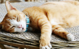 Laying out on a table, orange haired cat takes a nap outside