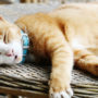 Laying out on a table, orange haired cat takes a nap outside