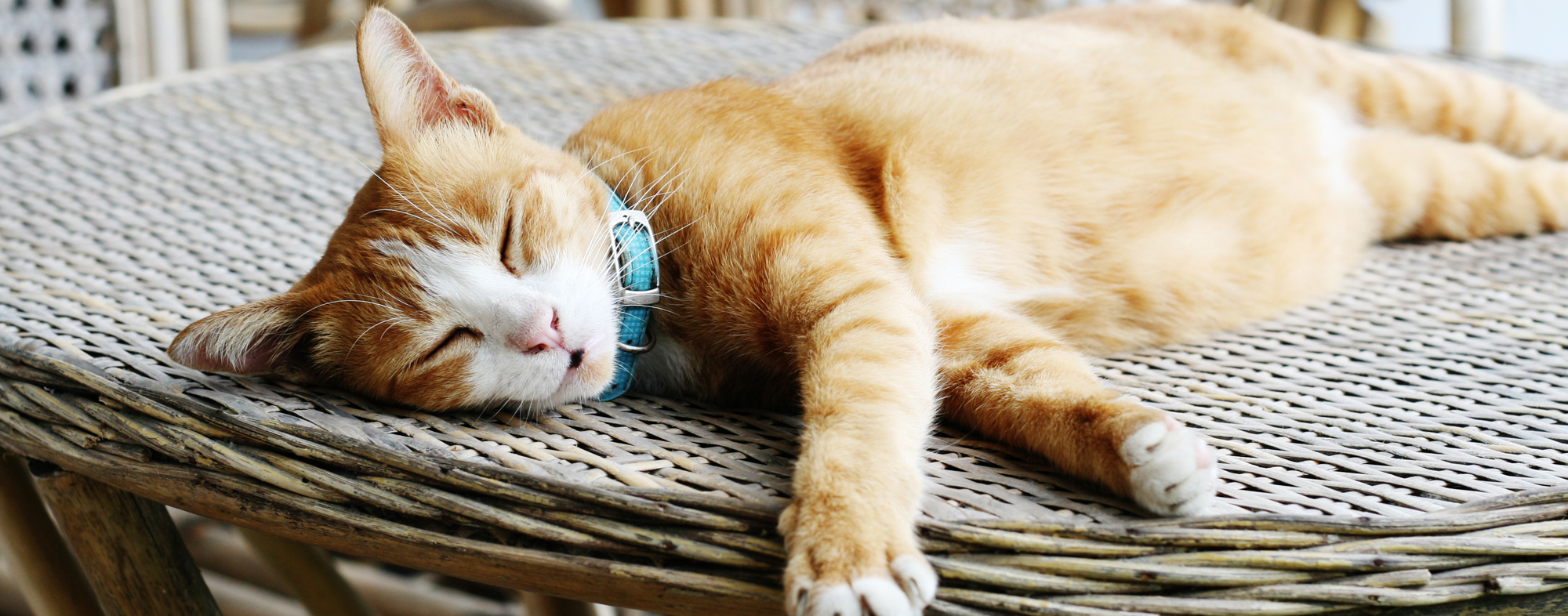 Laying out on a table, orange haired cat takes a nap outside