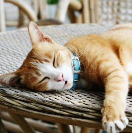 While napping outside, collared cat's sense of hearing remains active