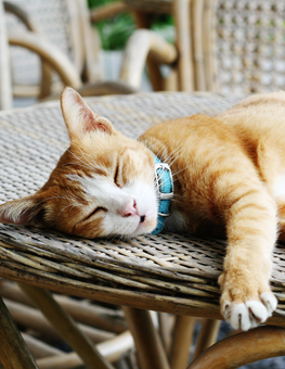 While napping outside, collared cat's sense of hearing remains active