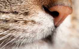 Indicative of your cat's mood, flattened whiskers suggest they're calm