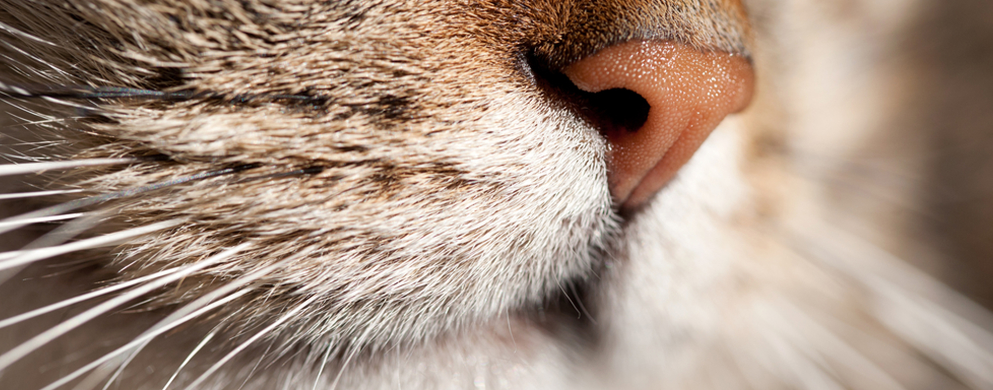 Indicative of your cat's mood, flattened whiskers suggest they're calm
