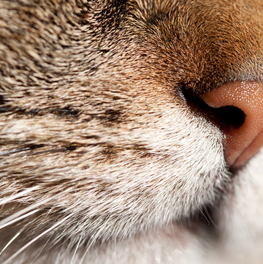 Your cat's whiskers aid with navigation and spatial awareness