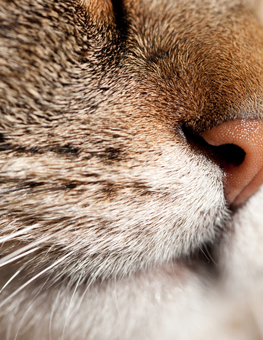 Your cat's whiskers aid with navigation and spatial awareness