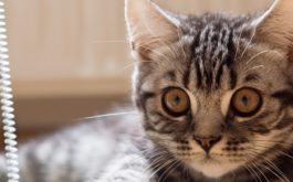 With large eyes, small kitten learns social behavior by watching siblings