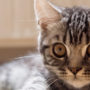 With large eyes, small kitten learns social behavior by watching siblings