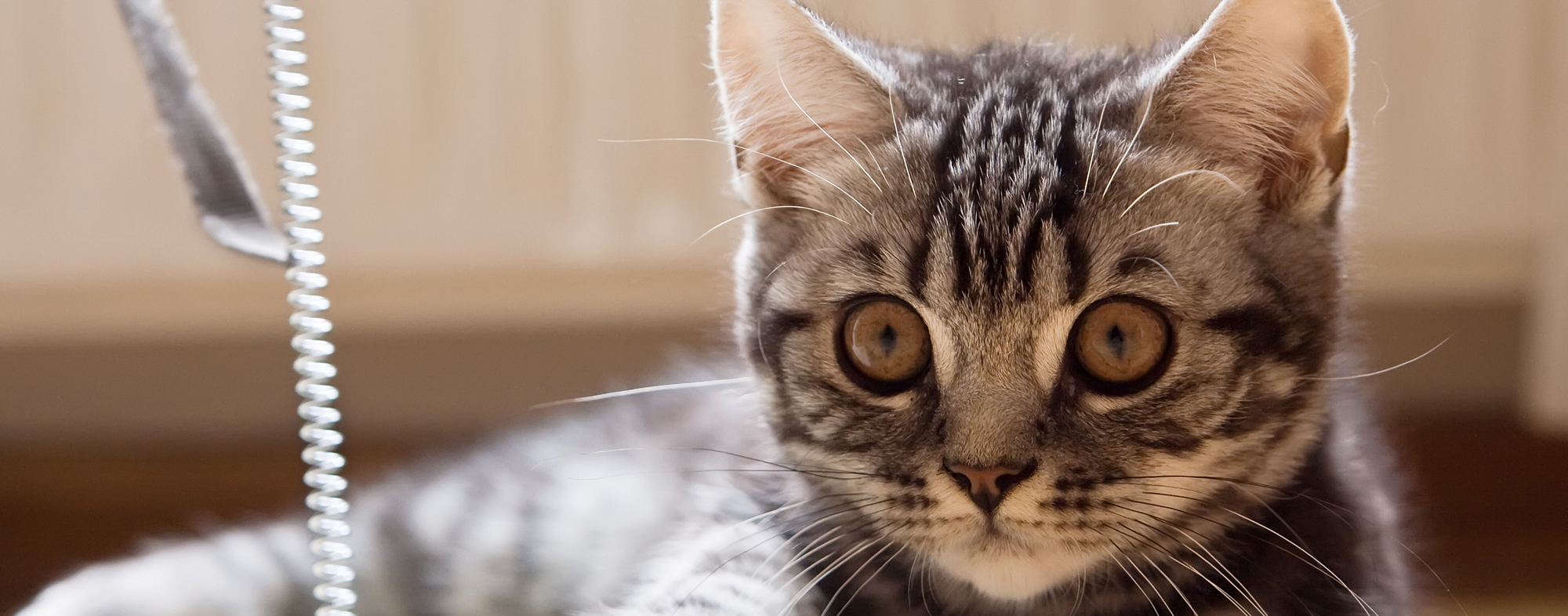 With large eyes, small kitten learns social behavior by watching siblings