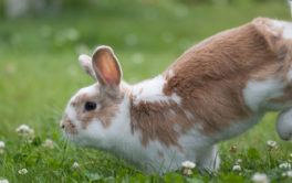 Pet rabbit hopping on the grass outside, thomping their hindlegs