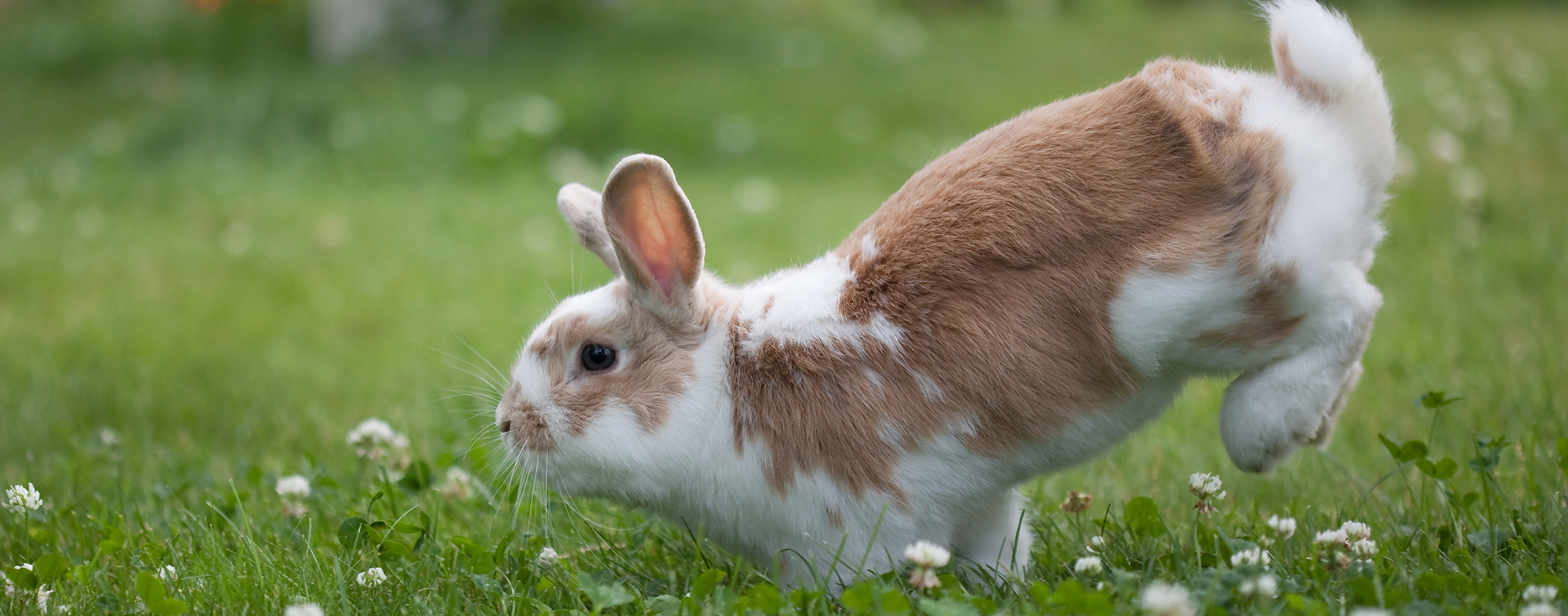 Pet rabbit hopping on the grass outside, thomping their hindlegs