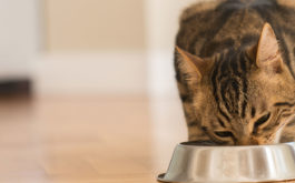 The diet of any cat should include a healthy proportion of protein and fat